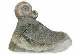 Iridescent Pyritized Ammonite (Quenstedticeras) Fossil Display #383624-1